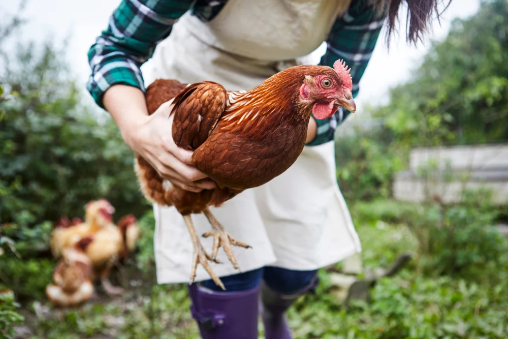 Four cases in Washington farmworkers are the latest in a drumbeat of human infections across the U.S. as the virus continues to spread among farm animals.